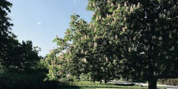 Park Zdrojowy w Busku-Zdroju: Zielony zakątek leczniczy w sercu Polski Turystyka i rekreacja Park Zdrojowy w Busku-Zdroju: Zielony zakątek leczniczy w sercu Polski