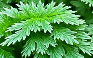 Piołun jak rozpoznać